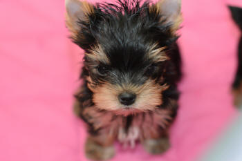 image of yorkie puppies for sale on pink blanket